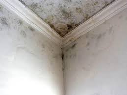 Best Mold Removal for HVAC Installations  in Fort Worth, TX