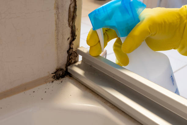 Best Mold Damage Restoration  in Fort Worth, TX